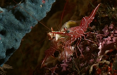 Raja Ampat 2016 - Rhynchocinetes durbanensis - Dancing shrimp - Crevettes danseuses de Durban - IMG_4736_rc